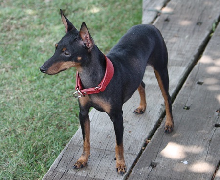 トイ マンチェスター テリア Birdy Bunny Stocky Kennel