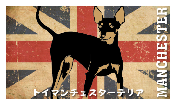 トイ マンチェスター テリア Birdy Bunny Stocky Kennel